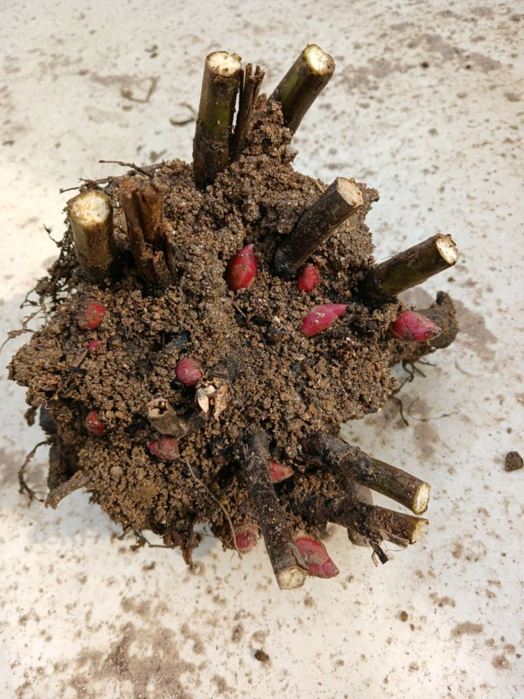 6년근 예쁜 작약 모종 판매--2