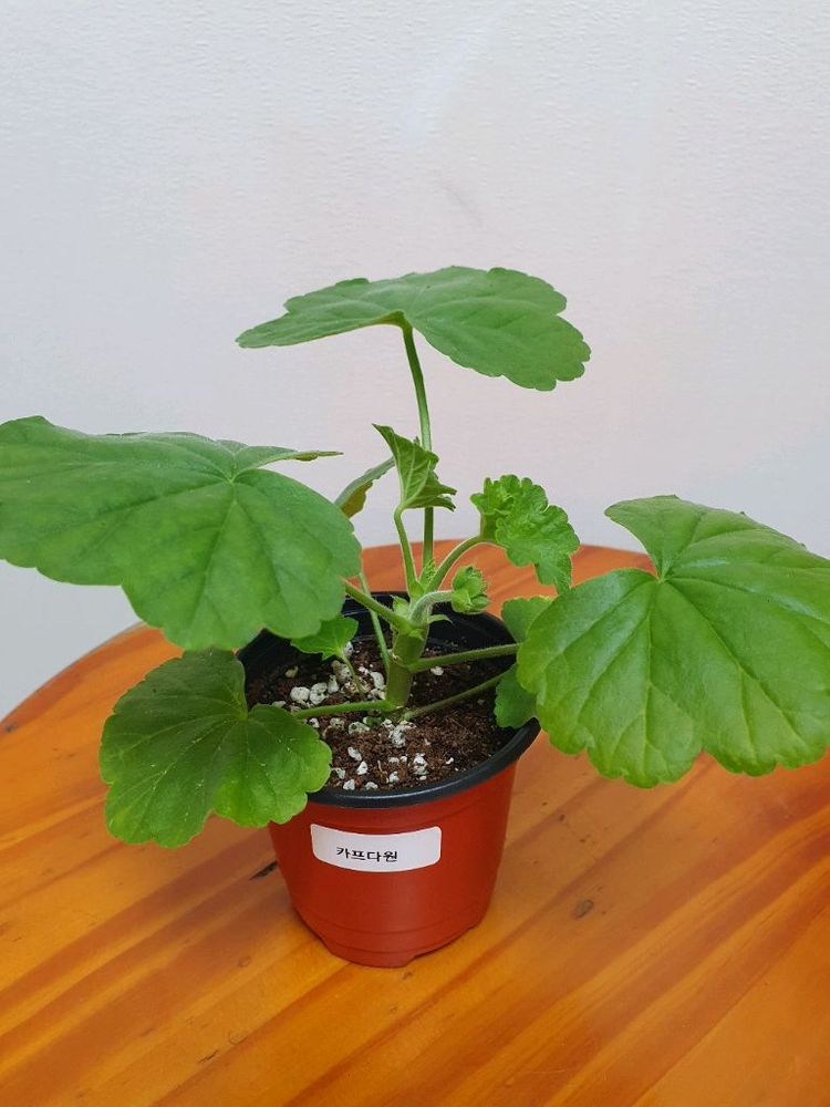 제라늄 3종 셋트--3