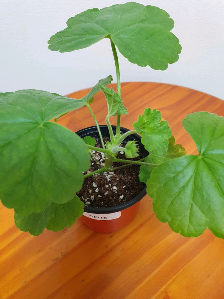 제라늄 3종 셋트--4