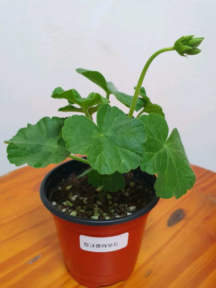 제라늄 3종 셋트--5