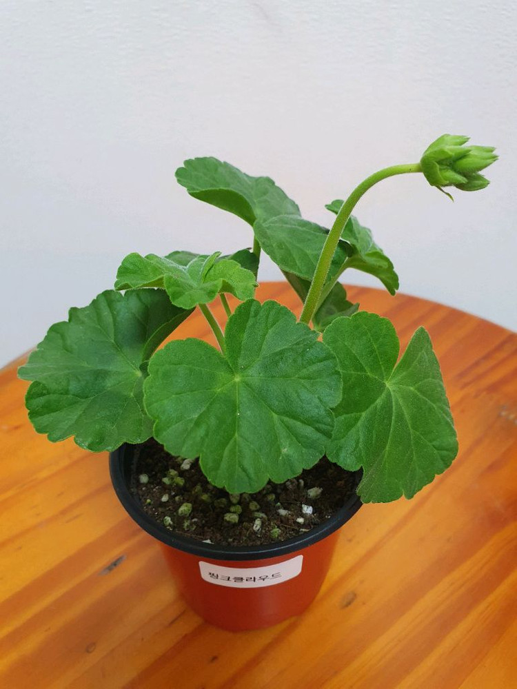 제라늄 3종 셋트--6