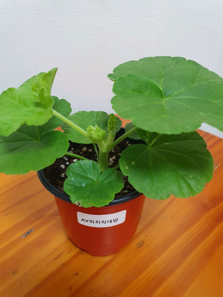 제라늄 3종 셋트--7