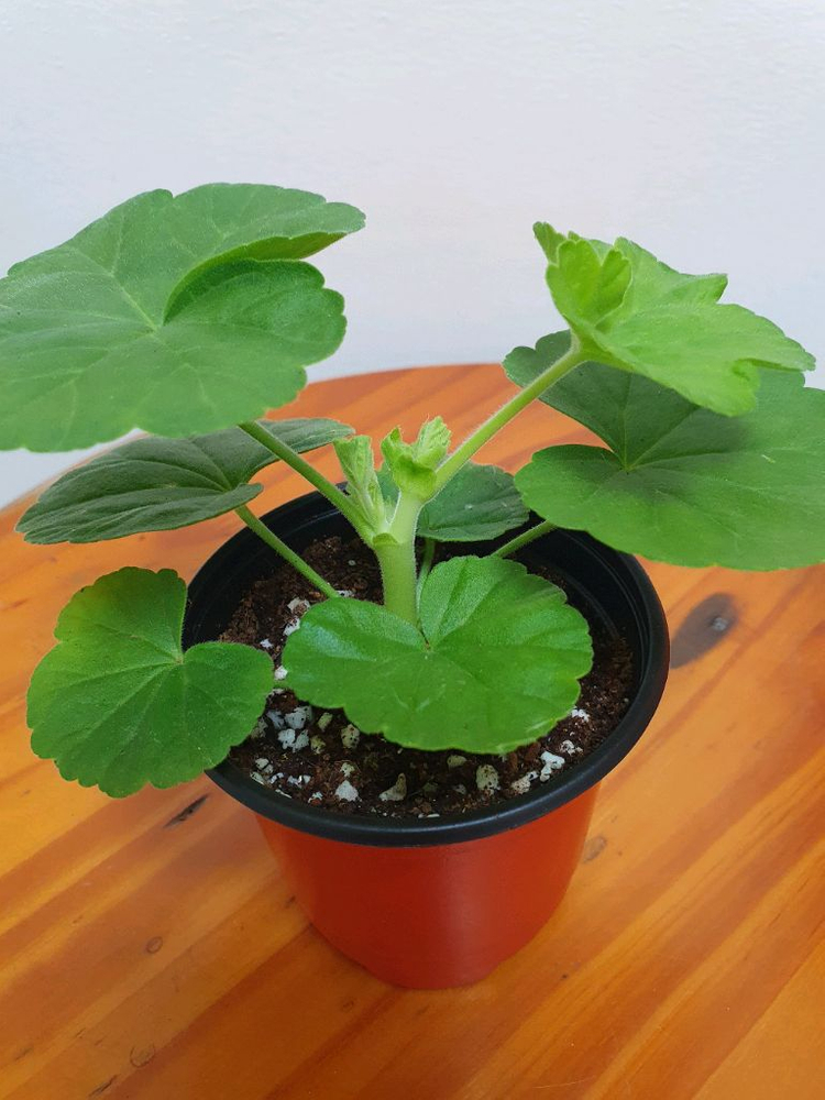 제라늄 3종 셋트--8