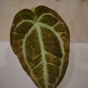 안스리움 선셋 레드크리스탈리넘 바리