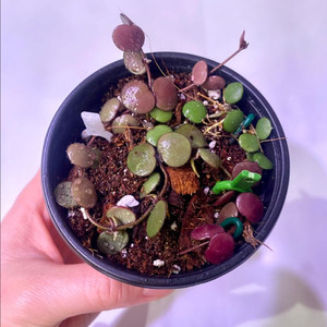 호야 펠타타 로따