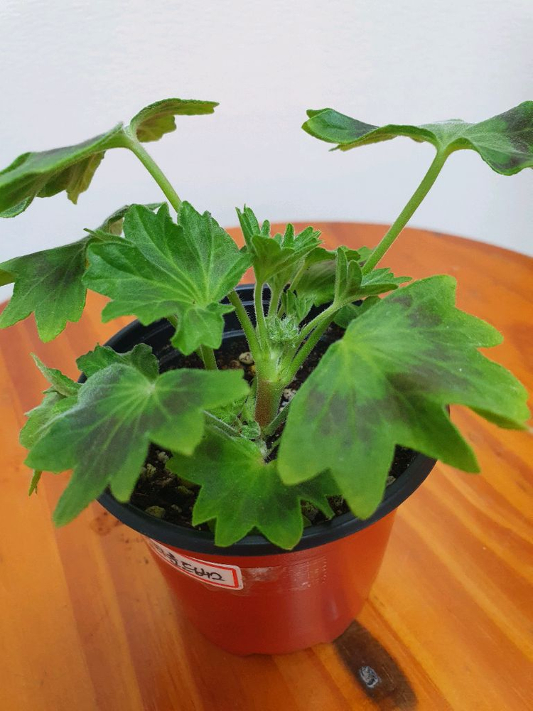 러시아 스텔라제라늄 로타둔드버그 꽃대있고 겹순많음--1