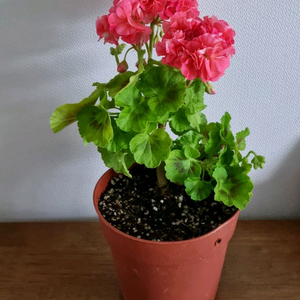 제라늄 골든율 대품