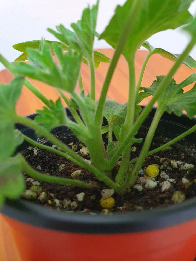 러시아 스텔라제라늄 로타둔드버그 꽃대있고 겹순많음--2