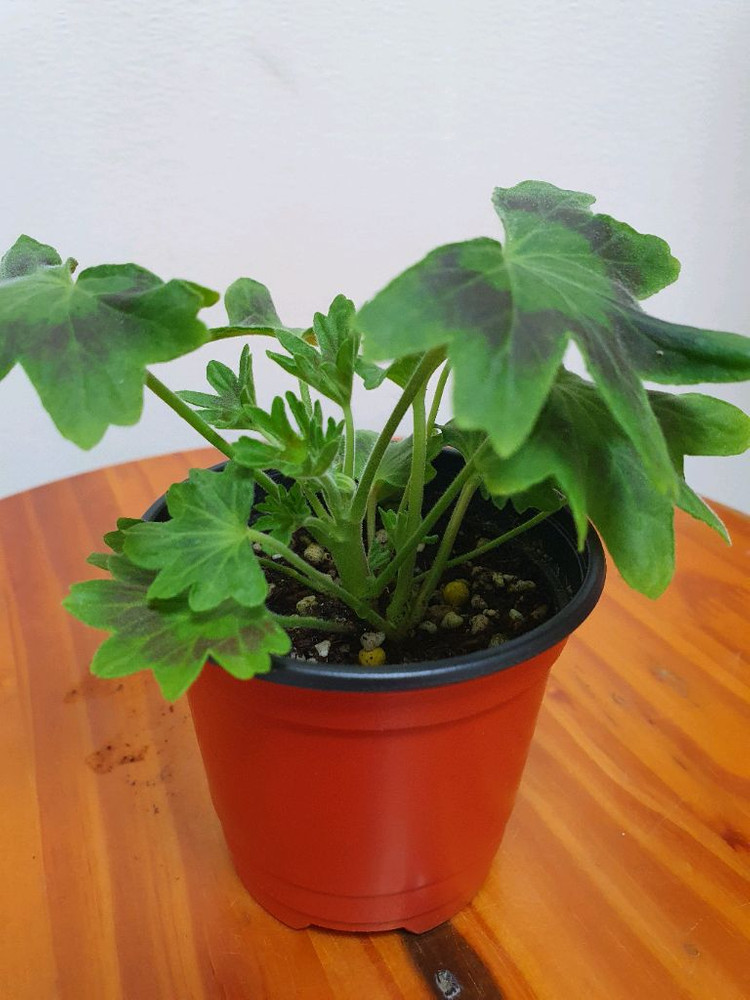 러시아 스텔라제라늄 로타둔드버그 꽃대있고 겹순많음--3