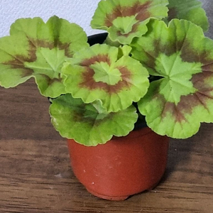 제라늄 골든율 모종