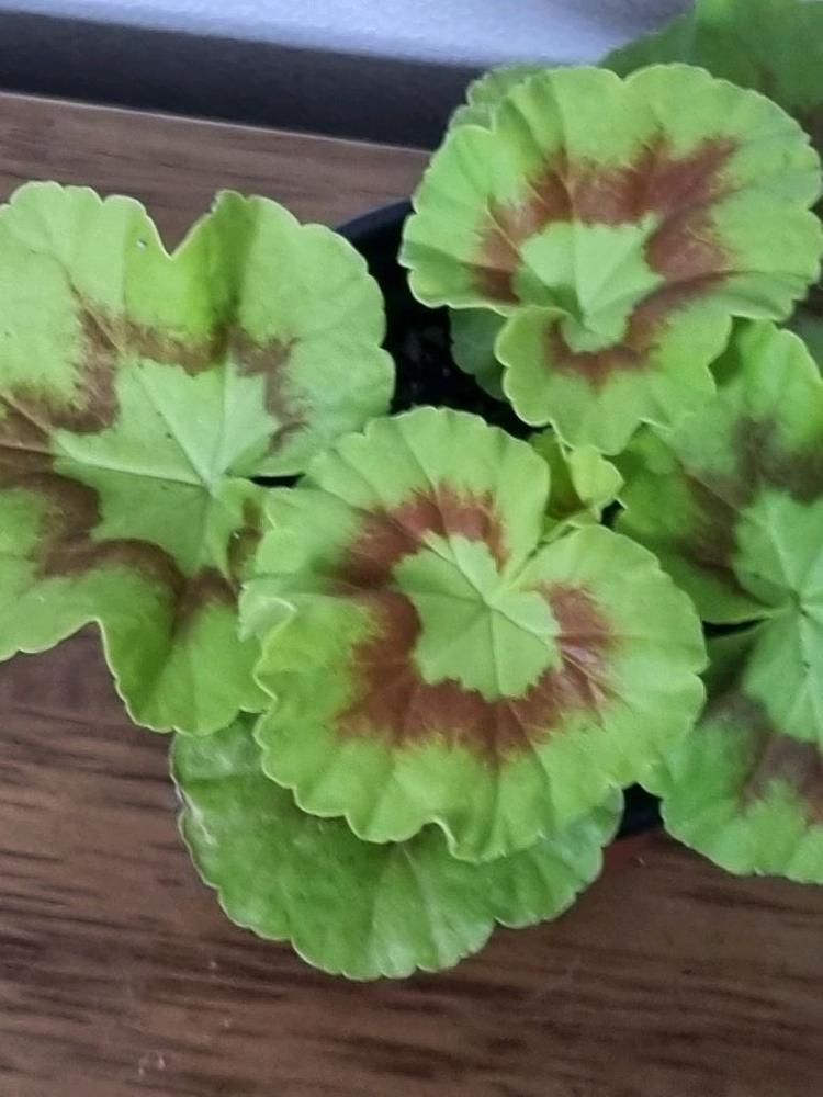 제라늄 골든율 모종 이미지