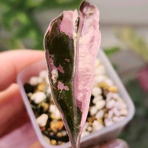 알로카시아 노빌리스 화이트 핑크 바리에가타