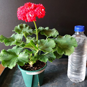 러시아제라늄 UG돈스키프로스토리(돈확장) 중품