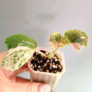 베고니아 쿠쿨라타핑크 바리에가타