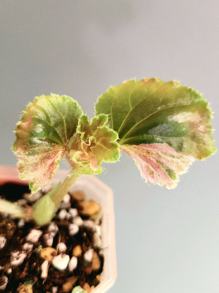 베고니아 쿠쿨라타핑크 바리에가타--1