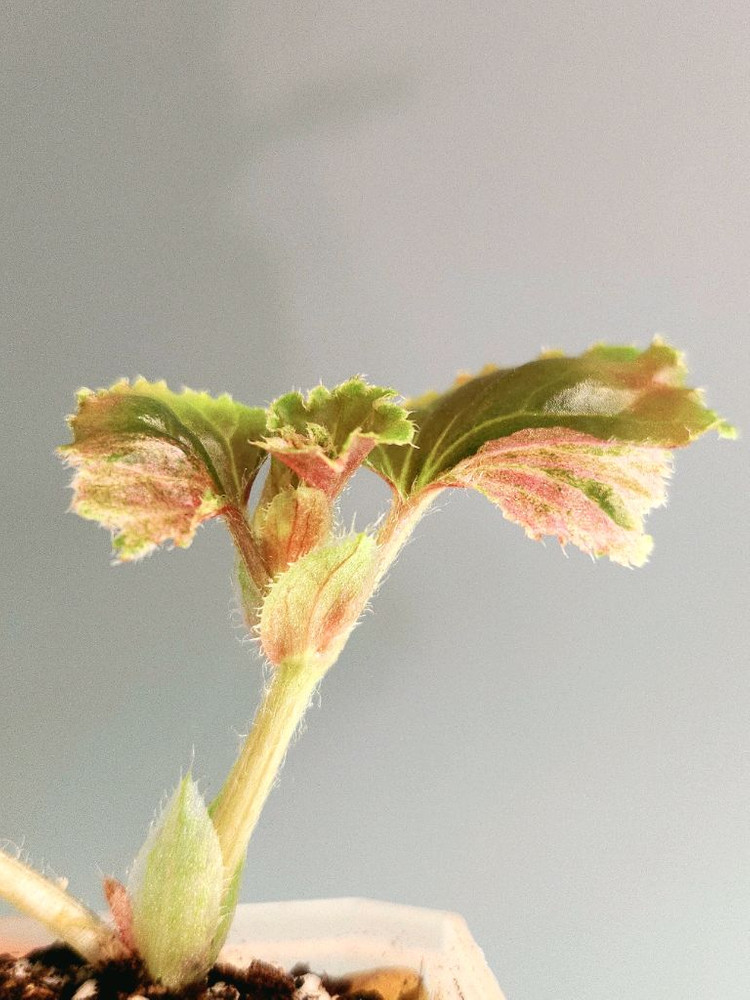 베고니아 쿠쿨라타핑크 바리에가타--2