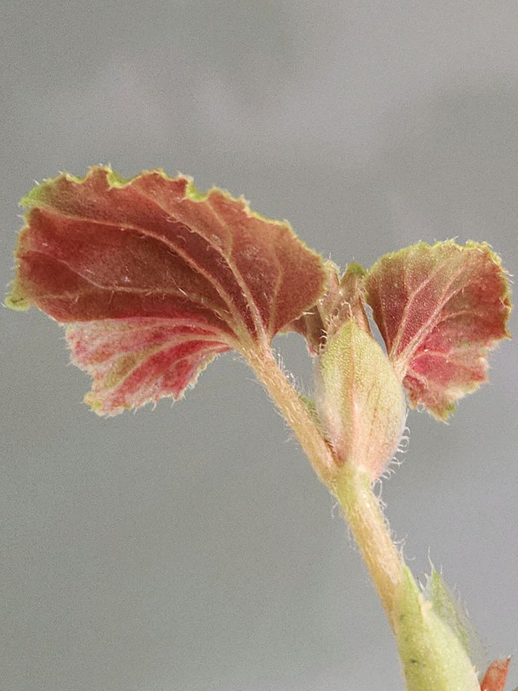 베고니아 쿠쿨라타핑크 바리에가타--3