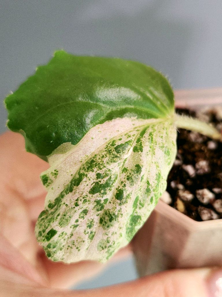 베고니아 쿠쿨라타핑크 바리에가타--4