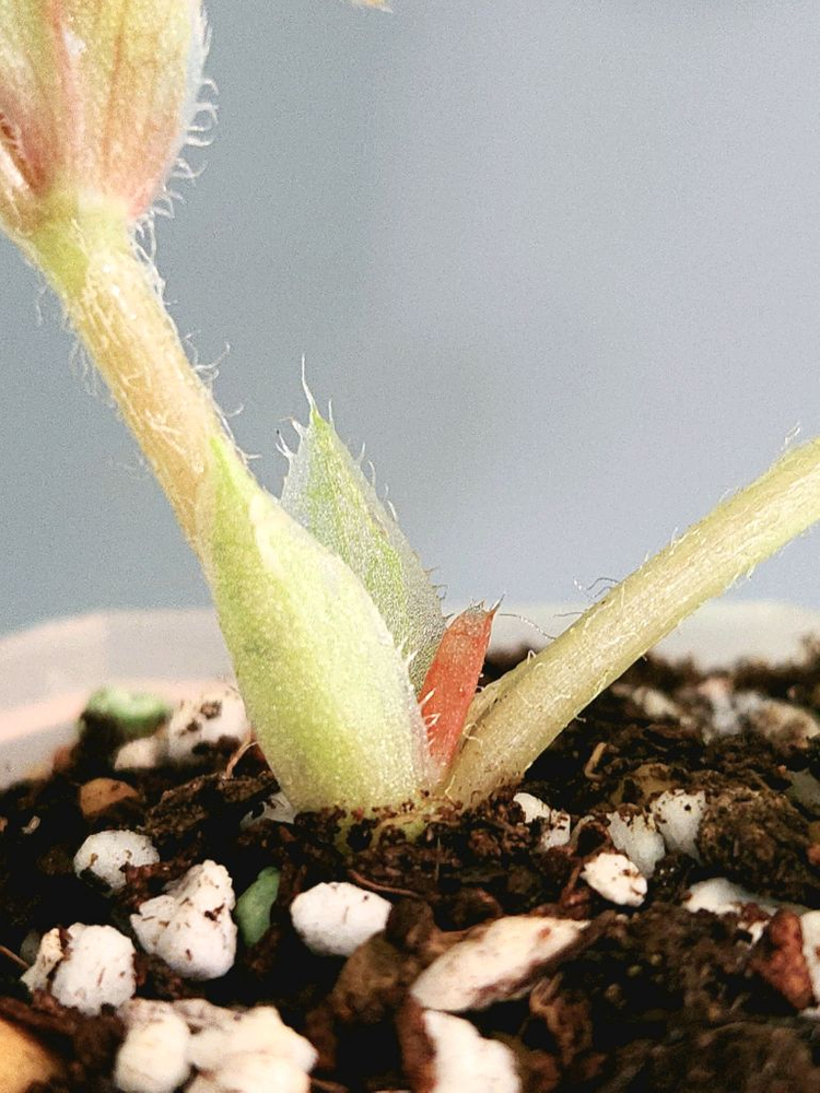 베고니아 쿠쿨라타핑크 바리에가타--5