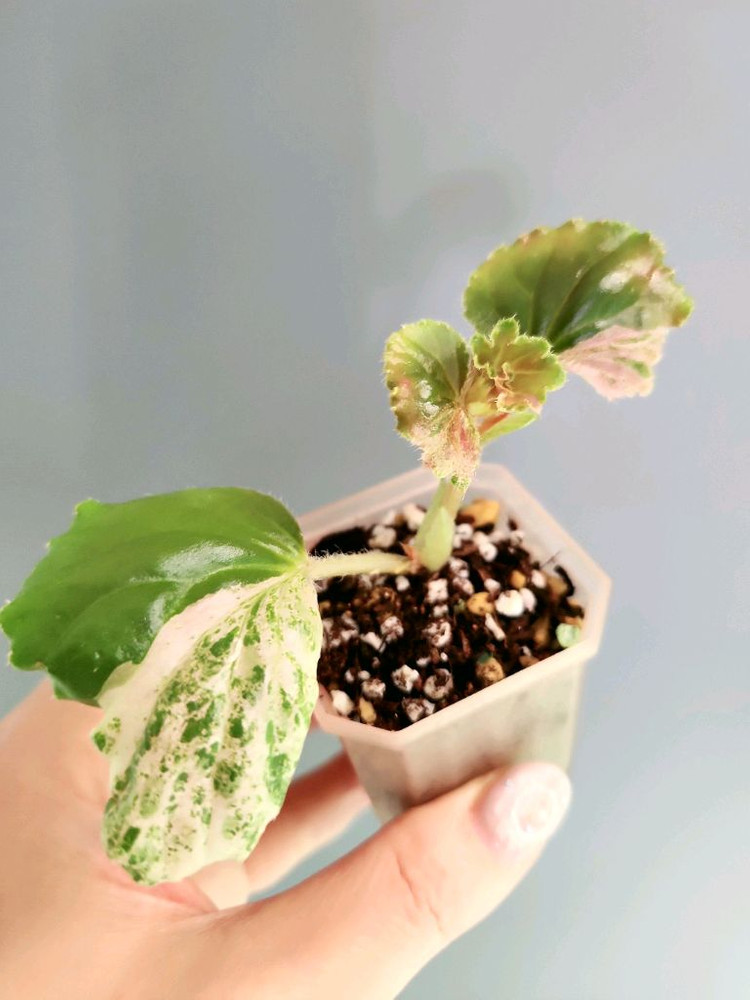 베고니아 쿠쿨라타핑크 바리에가타--6