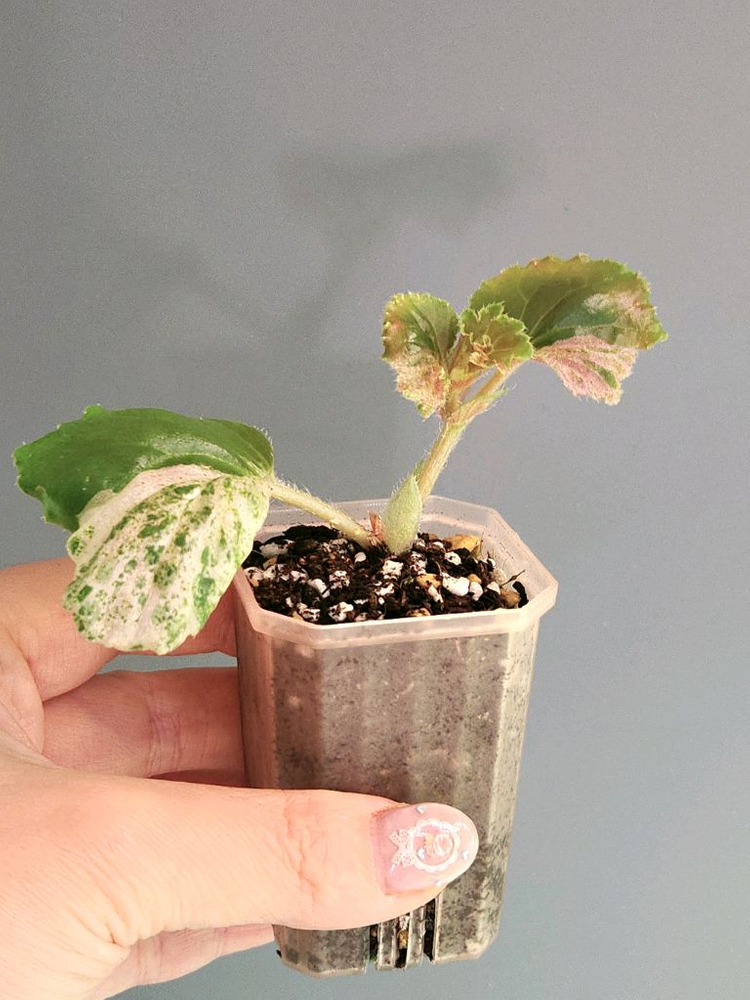 베고니아 쿠쿨라타핑크 바리에가타--7