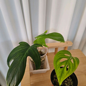 에스쿠엘레토, 플로리다뷰티 이미지