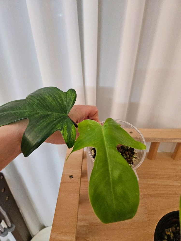 에스쿠엘레토, 플로리다뷰티 이미지