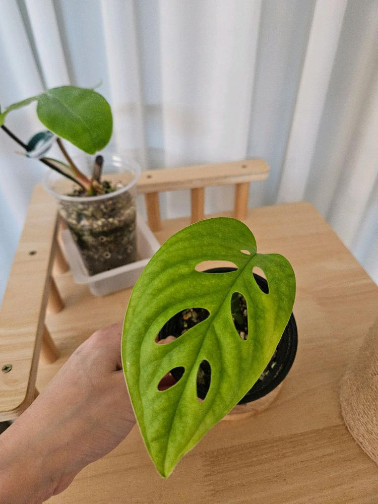 에스쿠엘레토, 플로리다뷰티 이미지