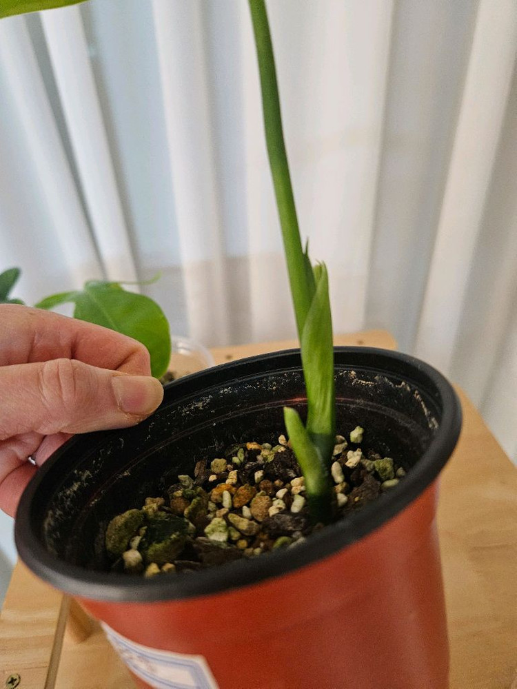 에스쿠엘레토, 플로리다뷰티 이미지