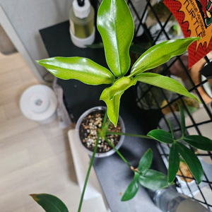 필로덴드론 고엘디 민트