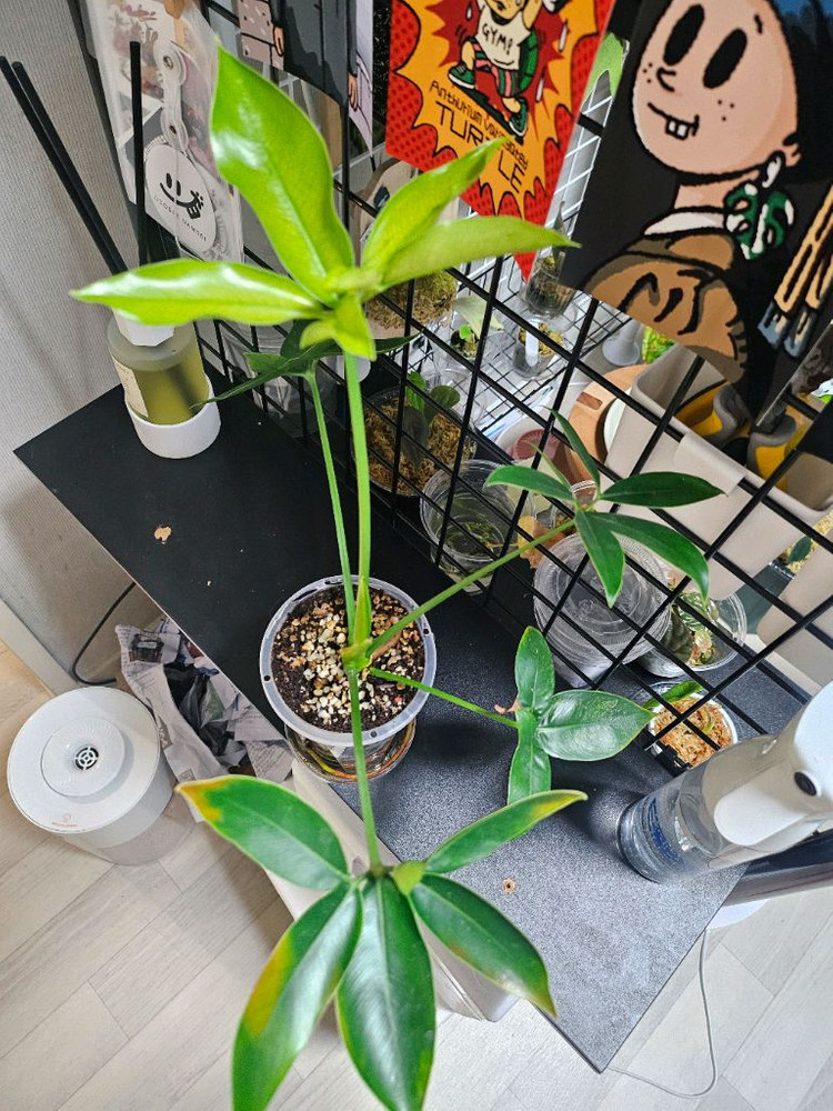 필로덴드론 고엘디 민트--1