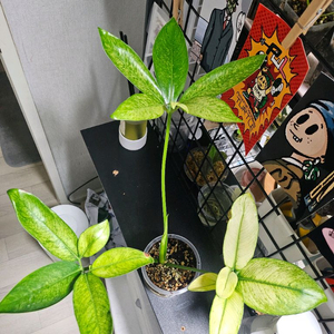 필러덴드론 고엘디 민트 바리