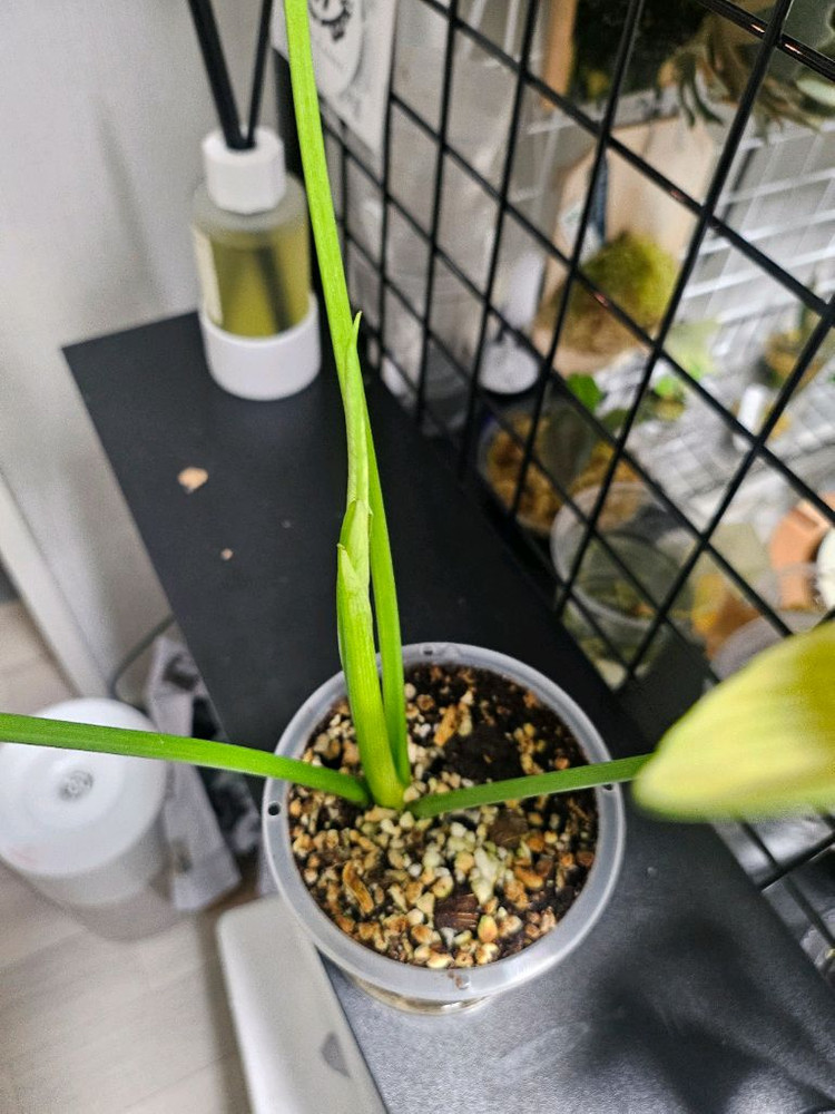 필러덴드론 고엘디 민트 바리--1