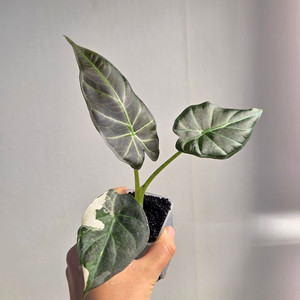 (자구묘)알로카시아 레갈쉴즈 화이트핑크