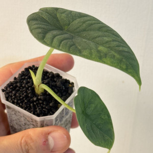 (자구묘)알로카시아 멜로 아우레아