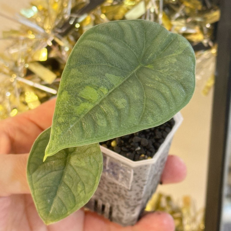 (자구묘)알로카시아 멜로 아우레아--1