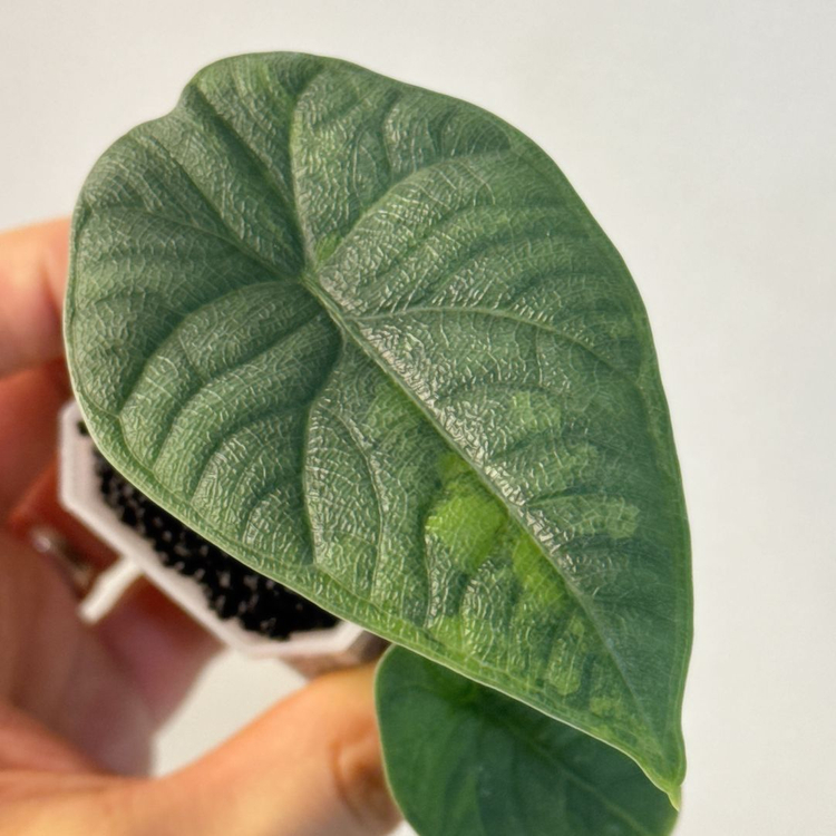 (자구묘)알로카시아 멜로 아우레아--2