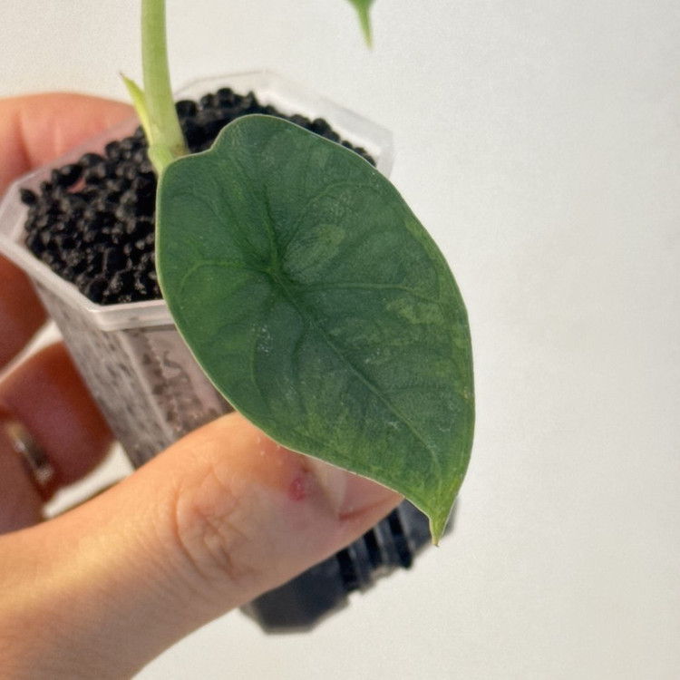 (자구묘)알로카시아 멜로 아우레아--3