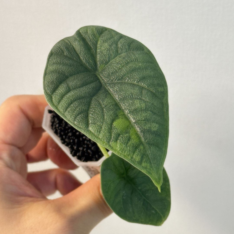 (자구묘)알로카시아 멜로 아우레아--6