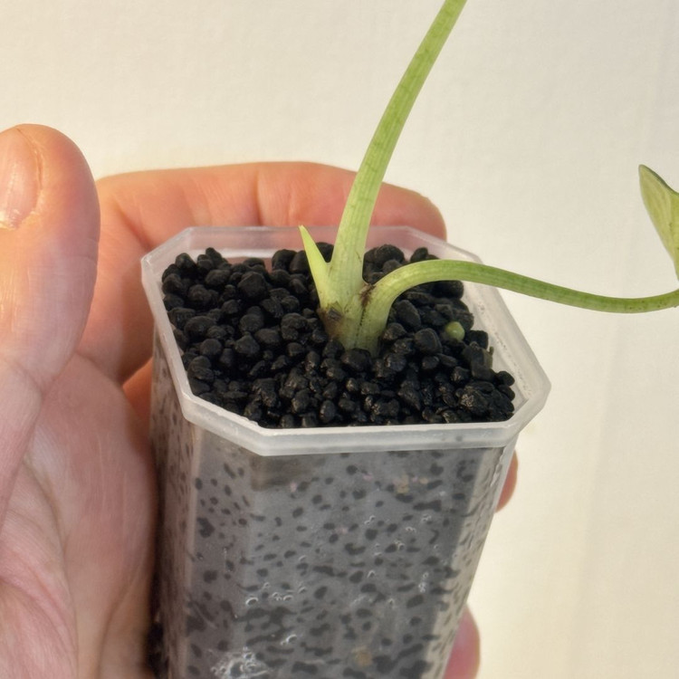 (자구묘)알로카시아 멜로 아우레아--4