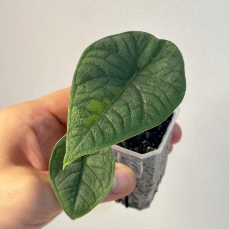 (자구묘)알로카시아 멜로 아우레아--5