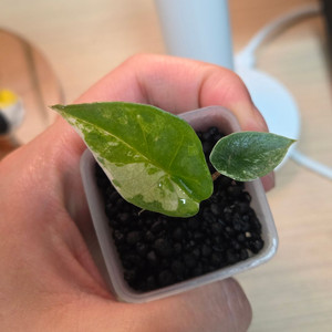 (자구묘) 알로카시아 메탈릭블루 알보