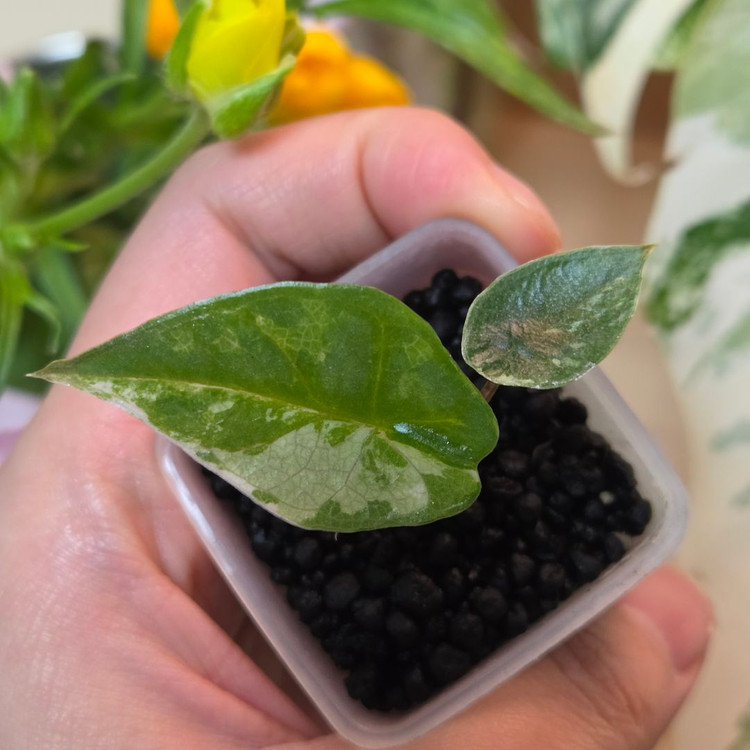 (자구묘) 알로카시아 메탈릭블루 알보--1