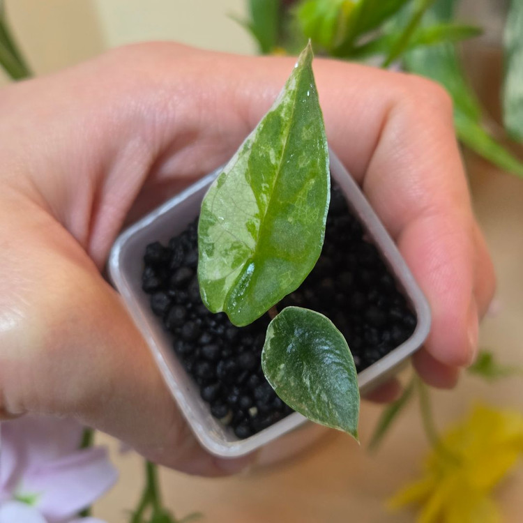 (자구묘) 알로카시아 메탈릭블루 알보--2