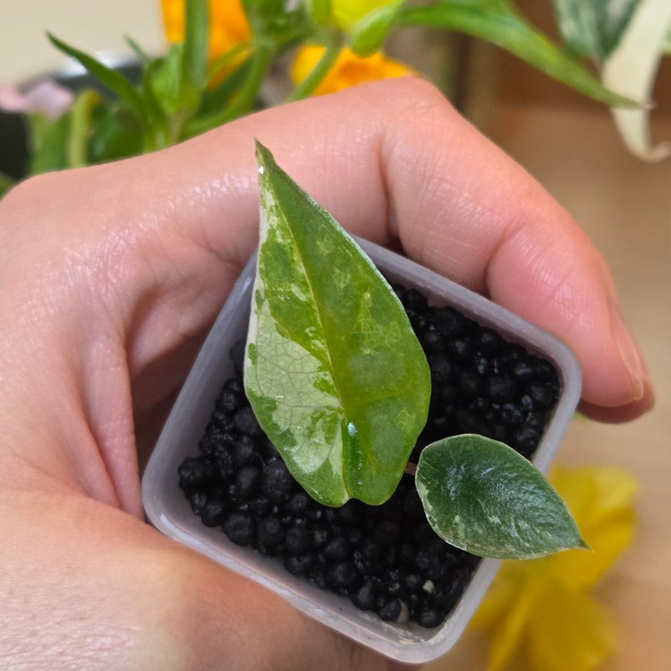 (자구묘) 알로카시아 메탈릭블루 알보--3