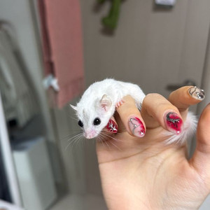 피그미다람쥐분양 + 케이지 이미지