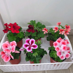 리갈제라늄 6종