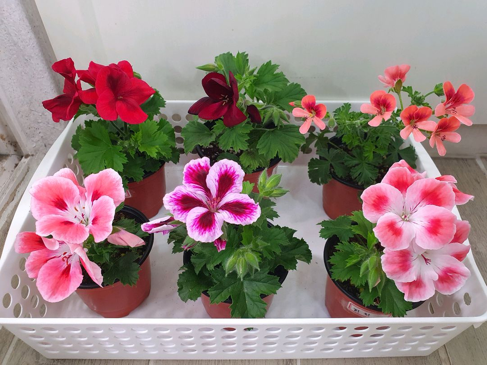 리갈제라늄 6종--1