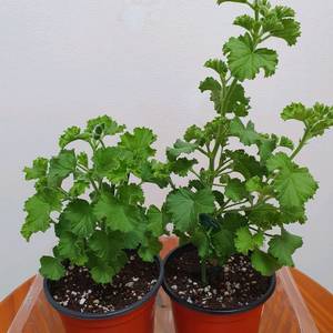 리갈제라늄 2종 관탁퍼펙션 꽃대있음,관탁메이 꽃대있음