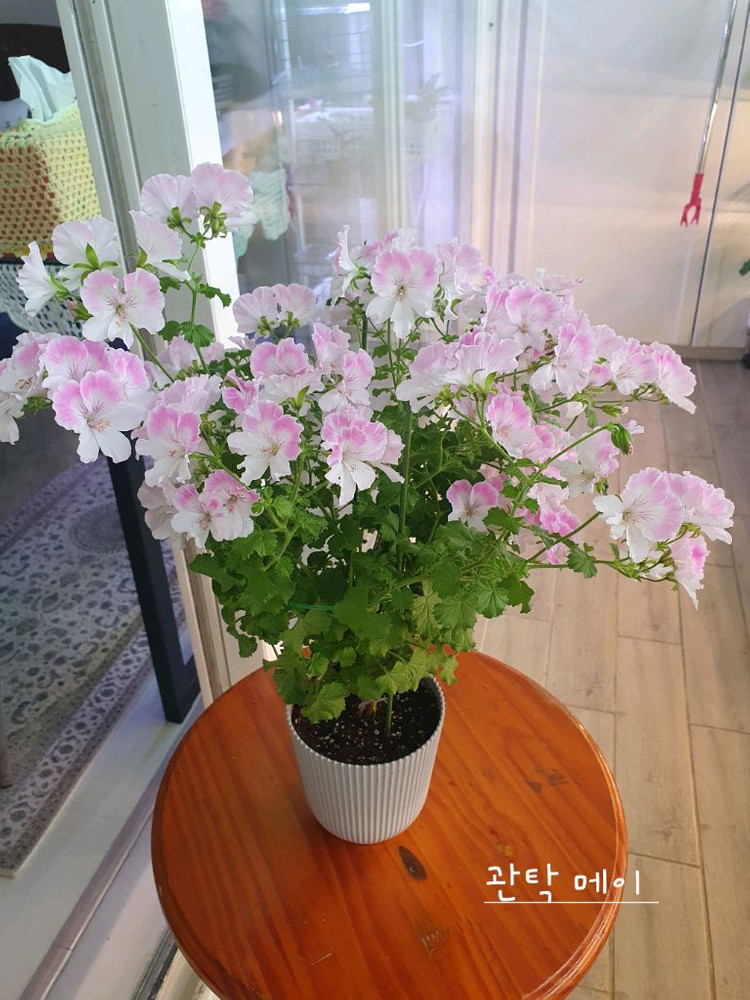 리갈제라늄 2종 관탁퍼펙션 꽃대있음,관탁메이 꽃대있음--1